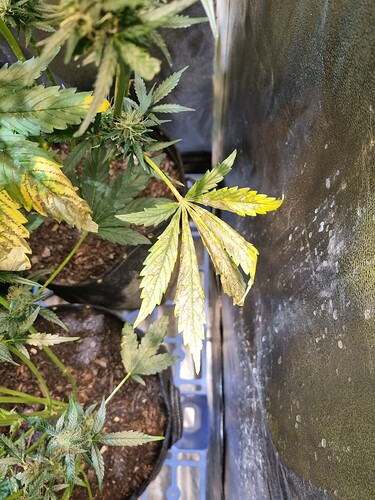 Growreport Bild 67