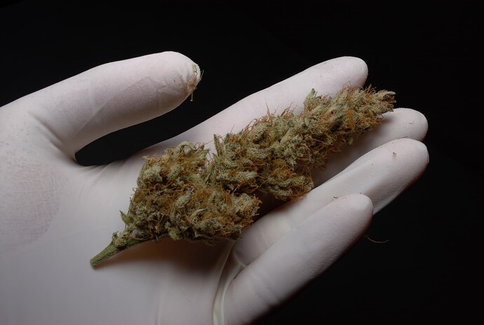 Growreport Bild 2