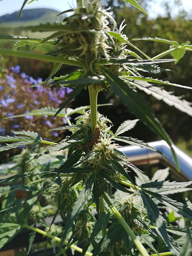 Growreport Bild 3