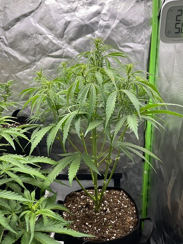 Growreport Bild 34