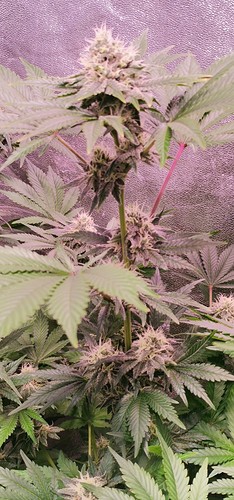 Growreport Bild 2