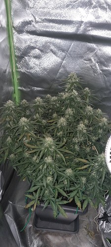 Growreport Bild 21