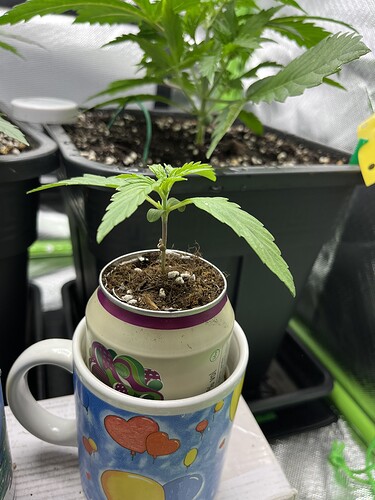Growreport Bild 19