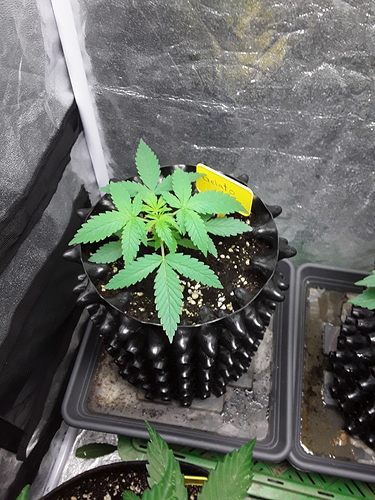 Growreport Bild 10