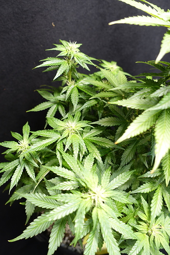 Growreport Bild 9