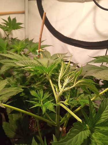 Growreport Bild 33