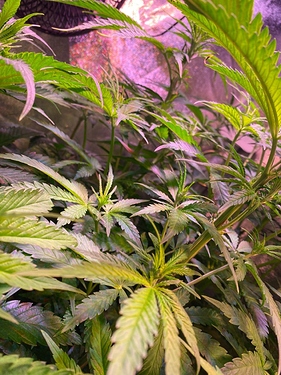 Growreport Bild 3