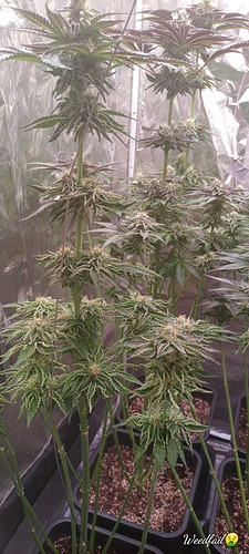 Growreport Bild 10