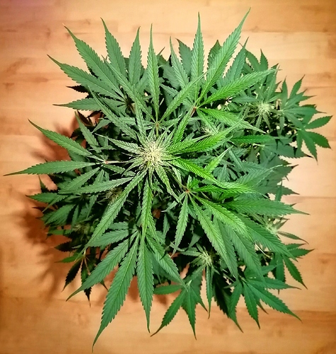 Growreport Bild 1