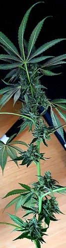 Growreport Bild 32
