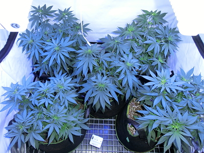 Mehrere junge Cannabispflanzen in einem Zelt, die sich im Wuchs befinden.