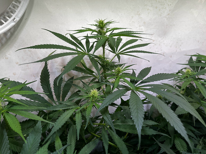 Growreport Bild 4