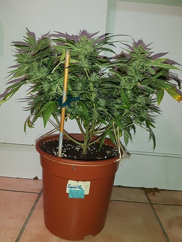Growreport Bild 1