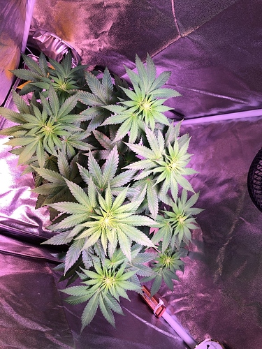Growreport Bild 5
