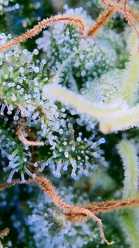 Growreport Bild 23