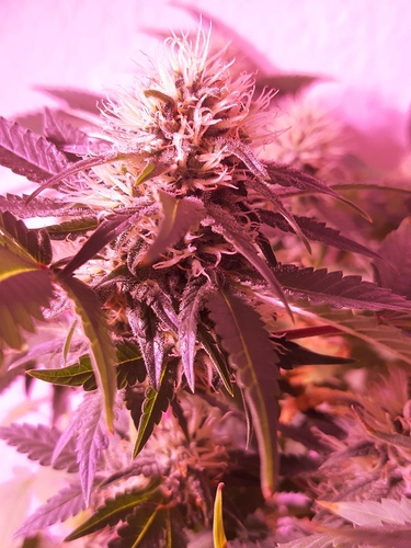 Growreport Bild 8