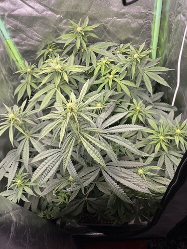 Growreport Bild 3