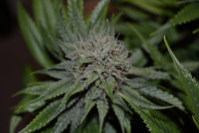 Growreport Bild 4