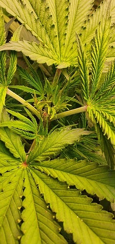 Growreport Bild 3