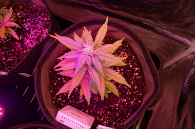 Growreport Bild 65