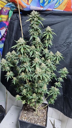 threema-20220831-201247441