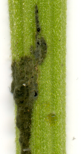 078_AFBB2stengel_scan1