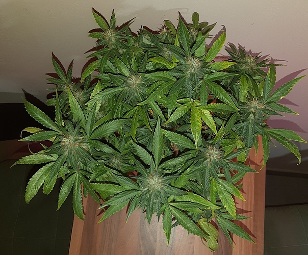 Growreport Bild 8