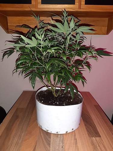 Growreport Bild 25