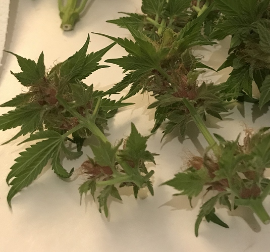 Growreport Bild 11