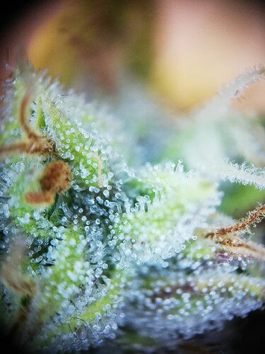 GG#1_240104-6