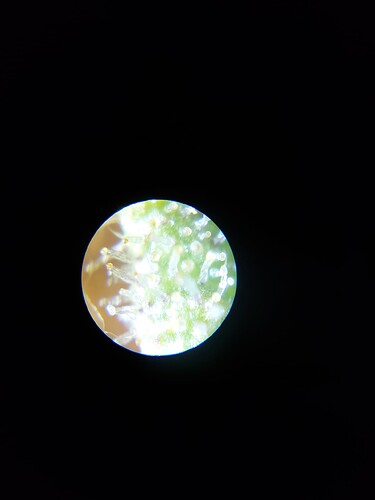 Growreport Bild 20