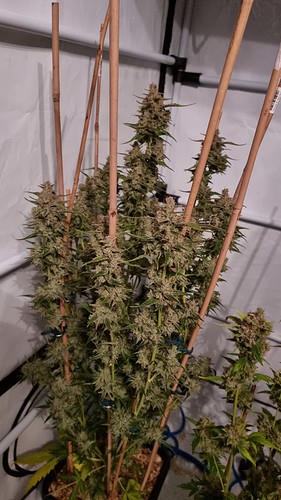 Growreport Bild 10