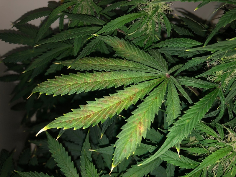 Gelbe Blattspitzen, braune Flecken GrowProbleme Forum