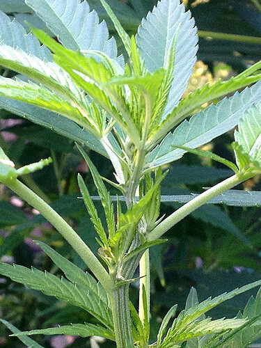 Growreport Bild 36