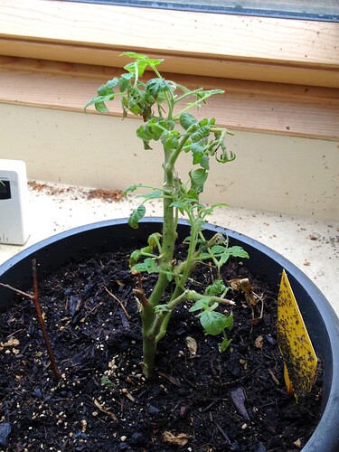 TomateChili_230109_4