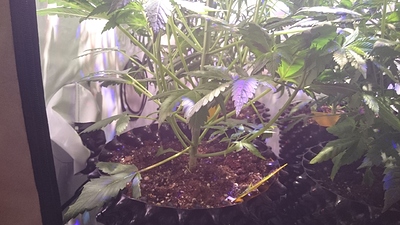 Growreport Bild 7