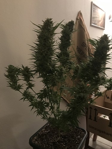 Growreport Bild 38