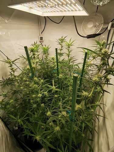 Growreport Bild 3
