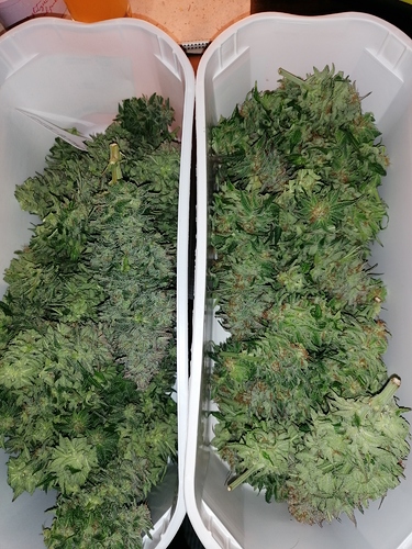 Growreport Bild 2
