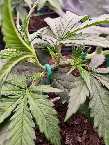 Growreport Bild 2