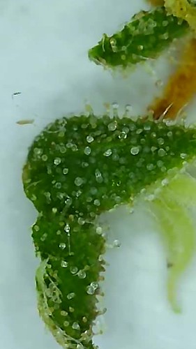 Growreport Bild 2