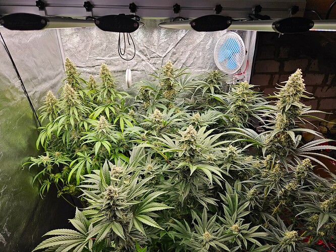 Growreport Bild 6