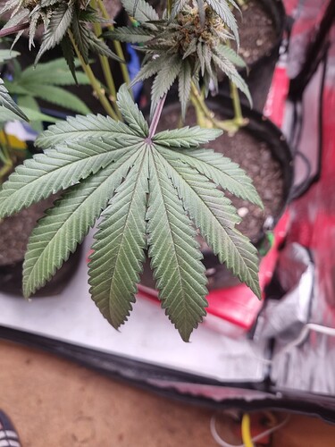 Growreport Bild 10