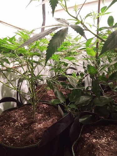 Growreport Bild 40