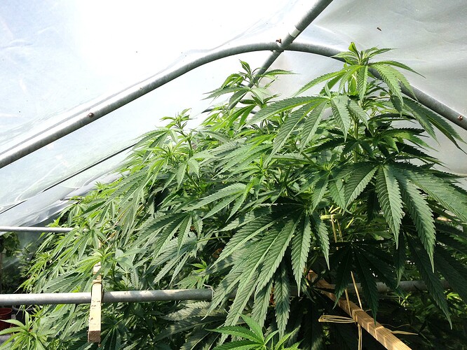 Growreport Bild 27