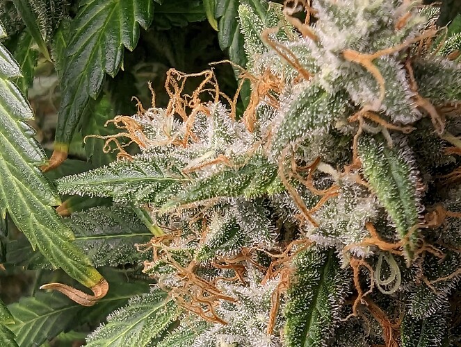 Growreport Bild 20