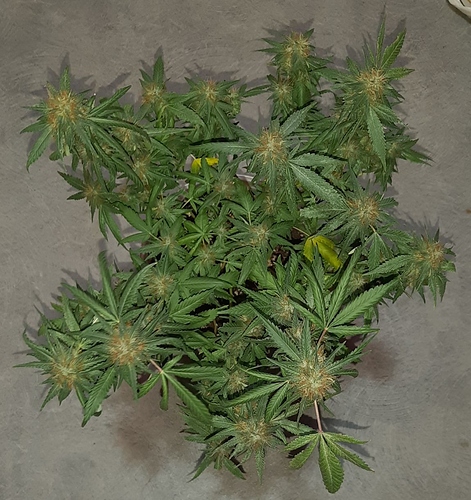 Growreport Bild 2