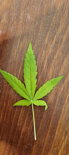 Growreport Bild 14