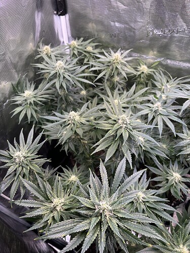 Growreport Bild 1