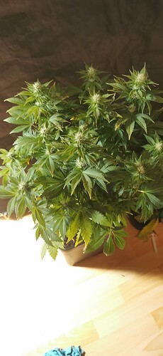 Growreport Bild 18